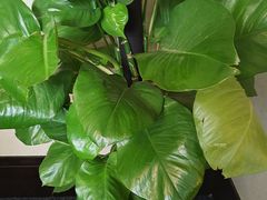 -西安绿地假日酒店·丽宝轩中餐厅