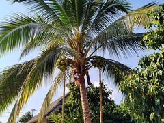 -西双版纳傣族园