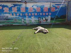 -宠物寄养训练学校