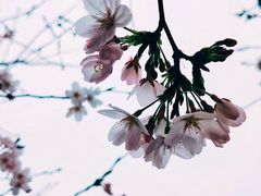 -西北湖绿化广场