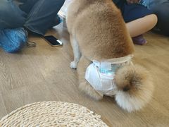 -南京Hallo宠物乐园·哈罗犬舍·柴犬繁育基地