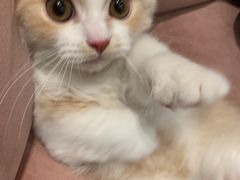 -袖虎·猫馆(体育西路店)