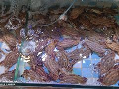 -四海蒸鲜蒸汽海鲜自助(北戴河店)