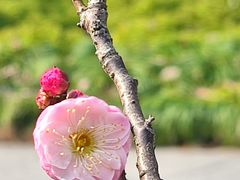 -新虹桥中心花园