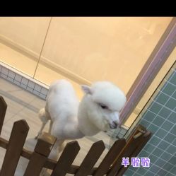 -Moni星球萌宠·小马宝莉·灵蛇·高端高阶全萌宠互动体验俱乐部(红豆国际广场店)