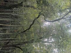 -潜山国家森林公园
