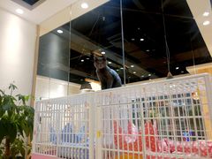 -藏猫猫咖啡主题馆(中央大道店)