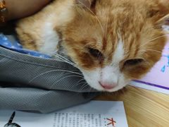 -瑞派动物医院·猫专科·至诚(江南中分院)