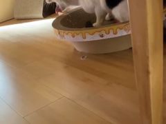 -宠颐生维康宠物医院(金丰店)