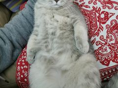 -猫大福·Fortune Cat猫舍(百子湾店)