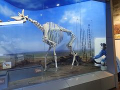 -国家自然博物馆