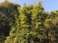 -广州市石门国家森林公园