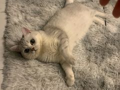 -喵zoo家庭繁育猫舍(尖东智能花园店)