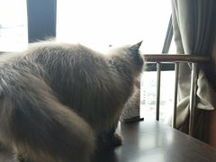 -喵园·猫主题咖啡厅·撸猫·猫咖(国贸店)