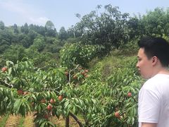 -桃源山庄·水蜜桃采摘·柴火鸡·烧烤团建(龙泉山店)