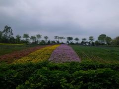 android_upload_pic-东部华侨城