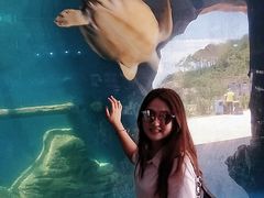 -广东惠东海龟国家级自然保护区
