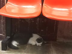 -猫咪博物馆(顶澳仔猫街店)