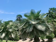 -东芭乐园
