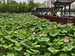 -莲花池公园