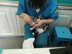 -安安宠医·安宠宠物医院