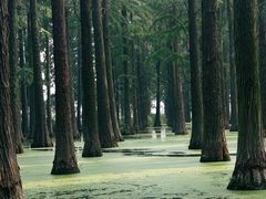 -渌洋湖湿地公园