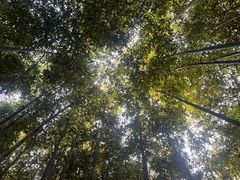 -泰山风景名胜区-普照寺