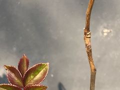 -首开·常青藤二期