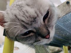 -猫咪博物馆(顶澳仔猫街店)