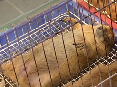 -青石桥花鸟鱼虫市场(叠翠城店)