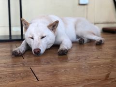 -柴犬高等学院·狗咖·柴犬售卖·宠物训练