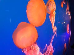 -太平洋海底世界