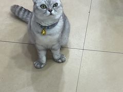 -喵宠乐园·撸猫互动·猫舍