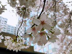 -玛格萝妮比萨屋(四平店)