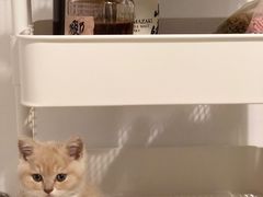 -东方名猫馆·英短金渐层布偶猫舍(环线广场1号楼店)