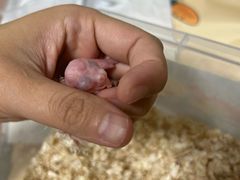 -芭比堂动物医院·24小时·眼科中心(深圳中心)