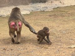 -杭州野生动物世界