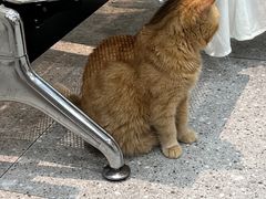 -四月宠物医院·猫专科·心脏专科·内科(转塘店)