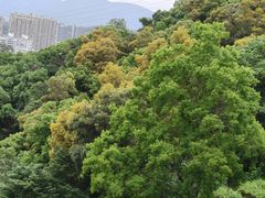 -金鸡山公园