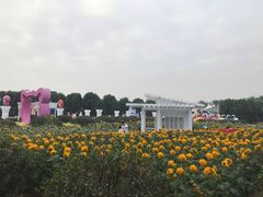 -百万葵园