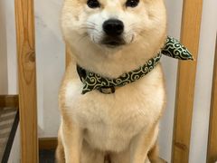 -柴迷FANS CLUB·柴犬狗咖·猫咖