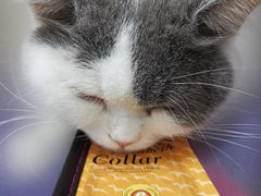 -创凡宠物医院·骨专科  猫科中心(西乡分院)