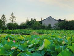 -梁鸿国家湿地公园