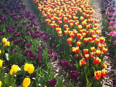 iphone_upload_pic-上海鲜花港