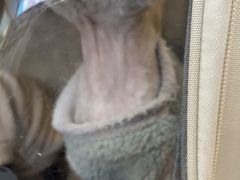 -瑞派伍一宠物医院·眼科·骨科·猫科转诊中心(马王堆院)