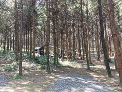 -重庆睡佛山森林公园