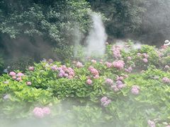 -上海共青森林公园