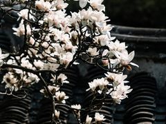 -何园