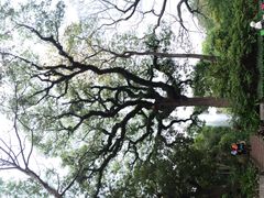 iphone_upload_pic-九龙公园