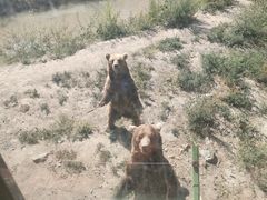 -新疆天山野生动物园